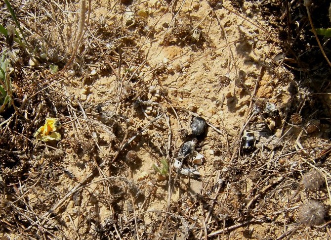 e questo? Nalassus in ragnatela